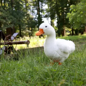 Plyšová kachna bílá 33 cm ECO-FRIENDLY RAPPA